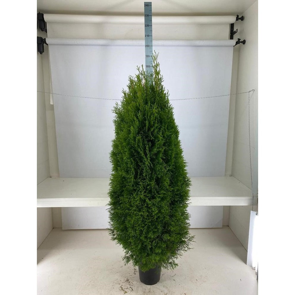 Thujor Smaragd - 160-180 cm